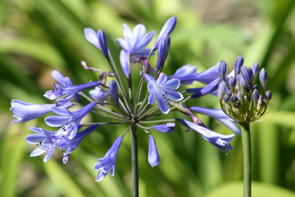 Flower flowers garden