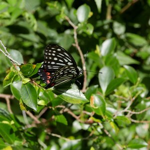 Garden black leaves
