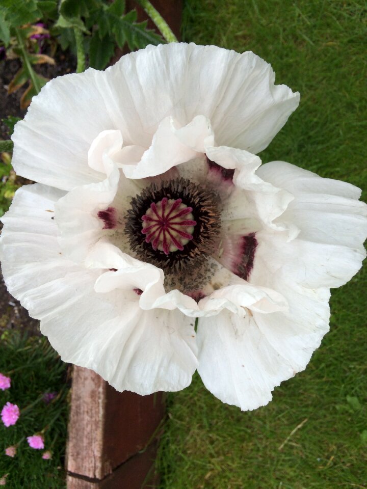 White poppy giant poppy english poppy