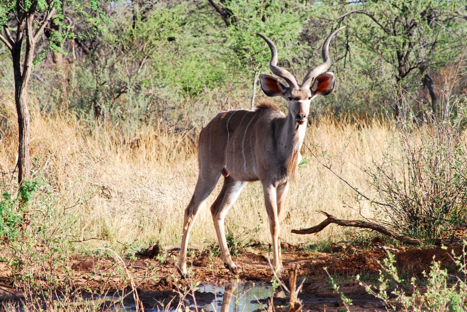 Antler large kudu pride
