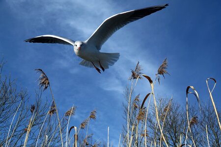 Wing freedom locomotion