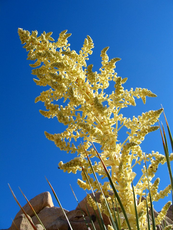 Nolina parryi, Hidden Valley