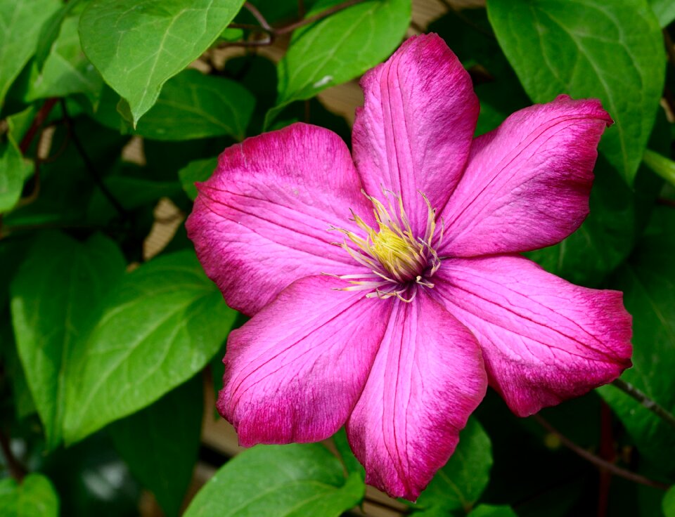 Flower violet climber plant photo