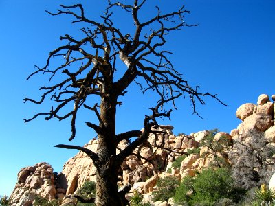 Single-leaf pine (Pinus monophylla) snag; Hidden Valley