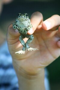 Animal amphibian frog