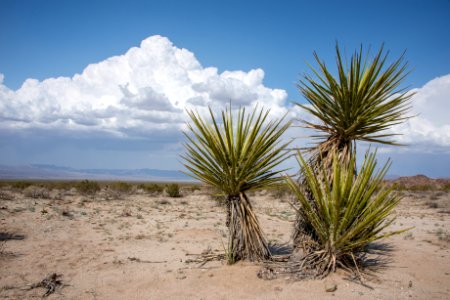 Clouds with Mojave yucca in Pinto Basin photo