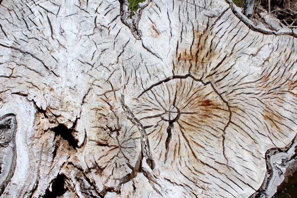 Texture natural nature