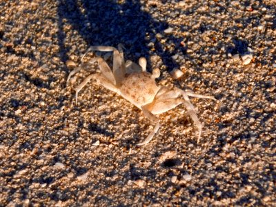 Ghost crab photo