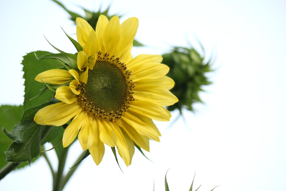 Sunflower flower yellow