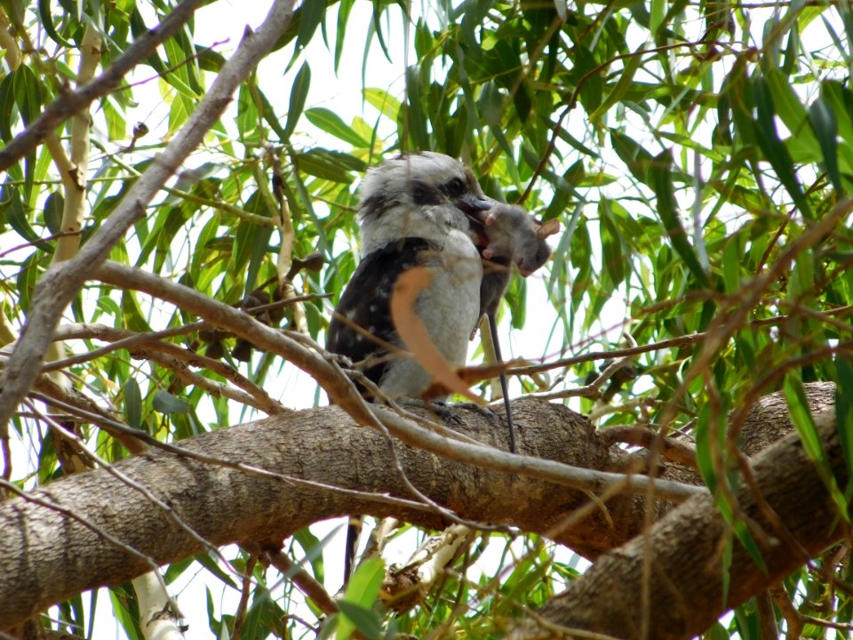 Laughing kookaburra