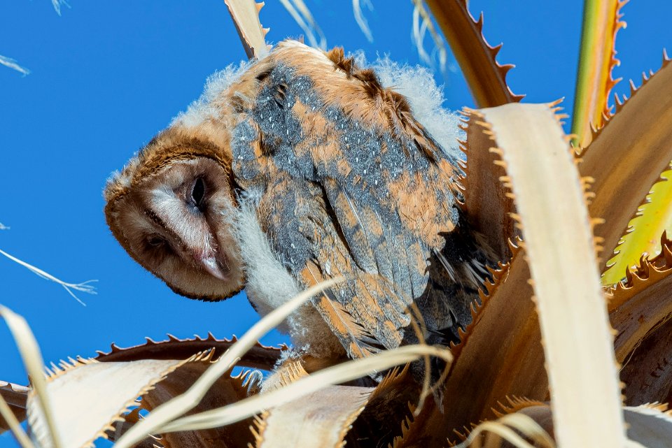 Juvenile barn owl (Tyto alba)