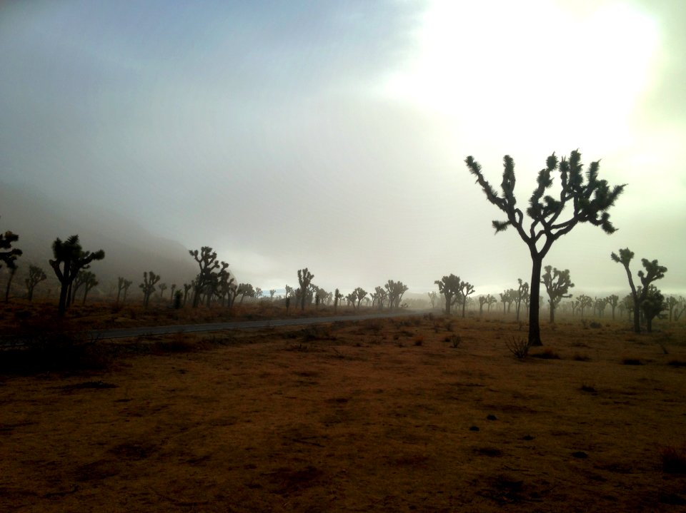 a rare foggy morning in Joshua Tree National Park, December 3, 2014