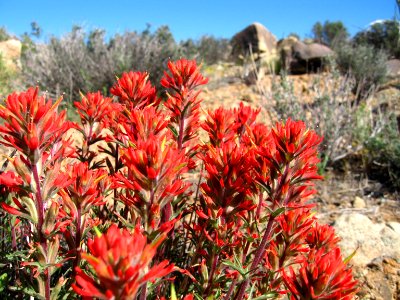 Northwestern Indian paintbrush (Castilleja angustifolia); Desert Queen Mine
