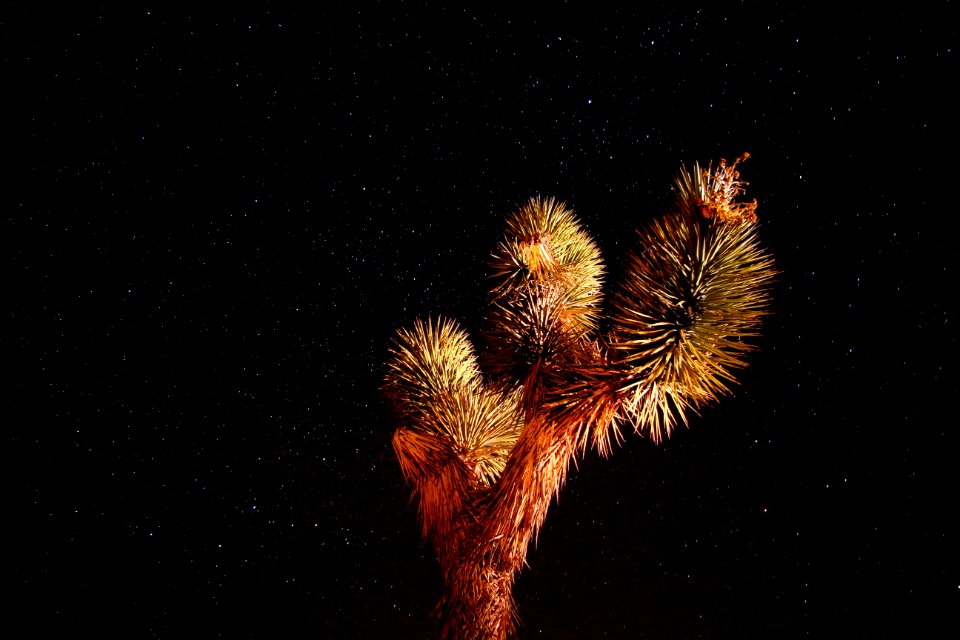 Stars over Joshua Tree National Park
