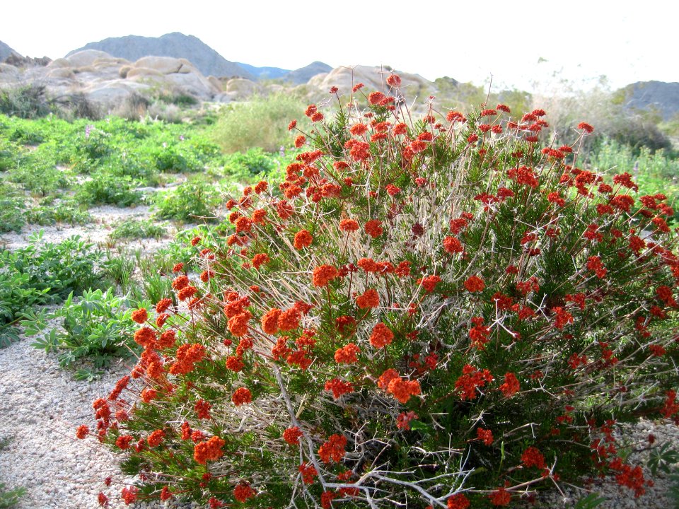 Eastern Mojave buckwheat (Eriogonum fasciculatum); Hidden Valley Trail