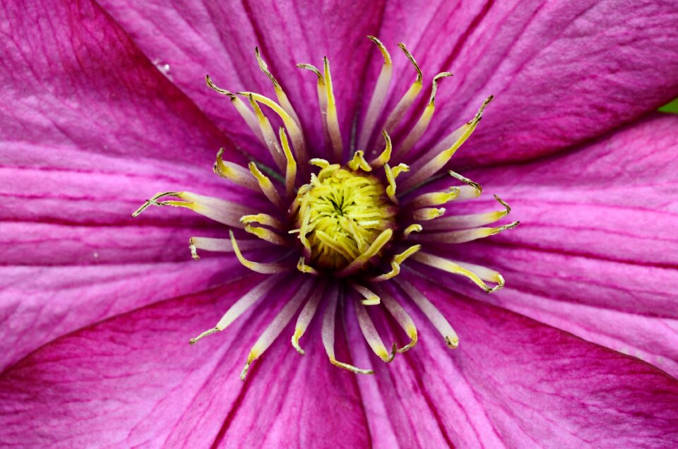 Flower violet climber plant photo