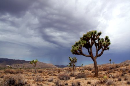Joshua tree with rainstorm in the background photo