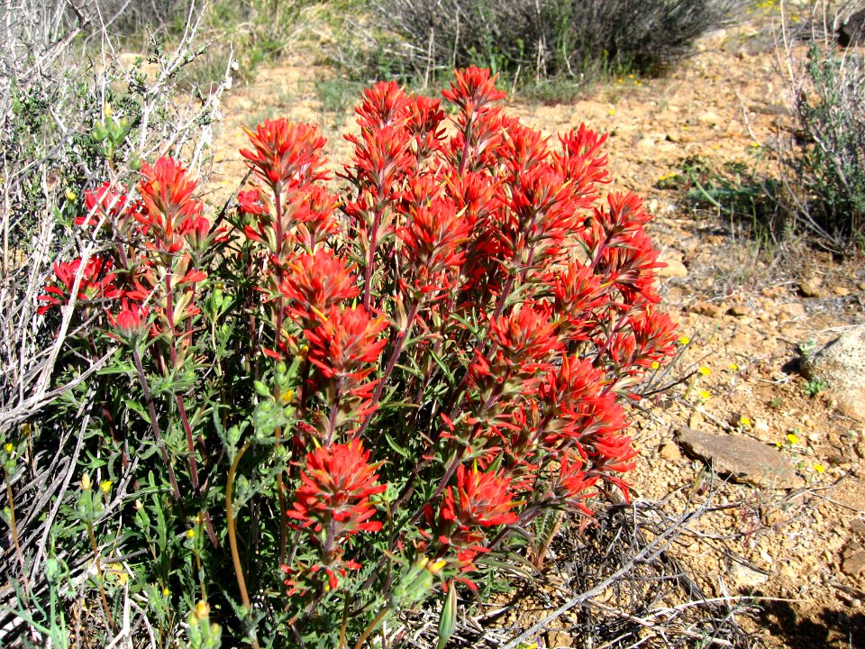Northwesten Indian paintbrush (Catilleja angustifolia); Desert Queen Mine