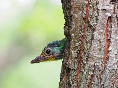 Monk quasi woodpecker curious