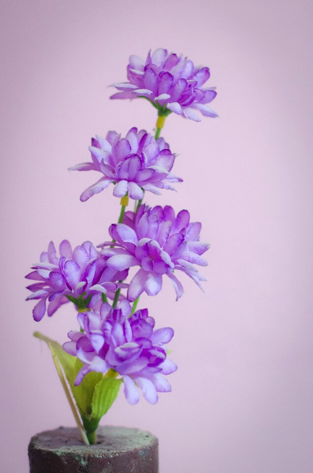 Nature floral plant