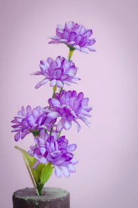 Nature floral plant