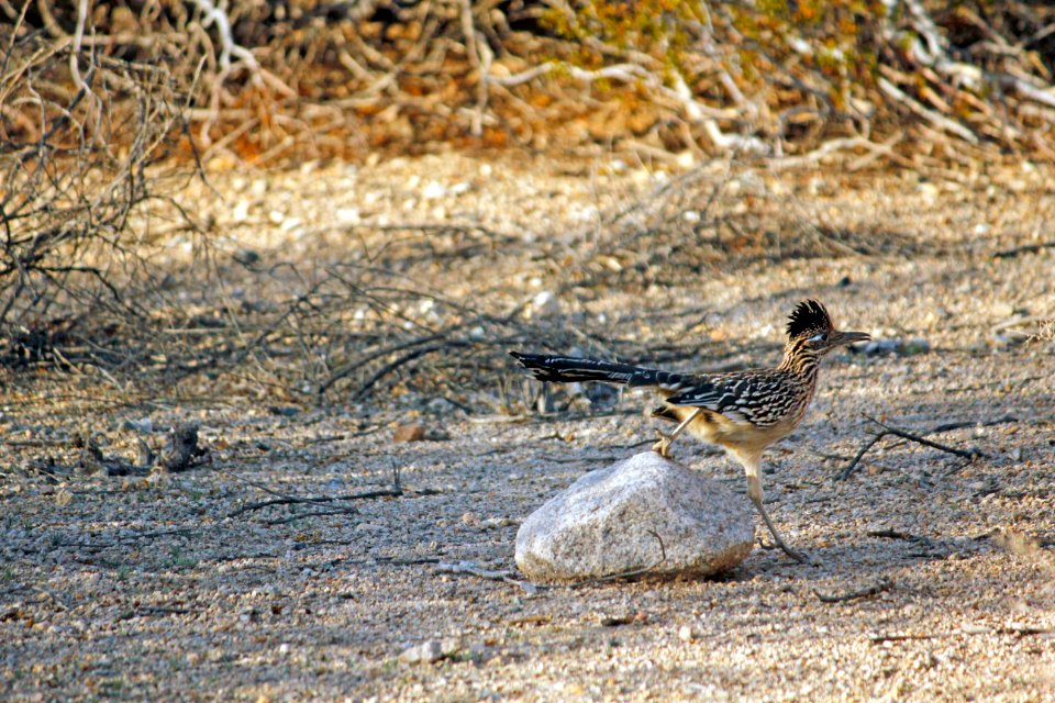 Greater roadrunner (Geococcyx californianus)