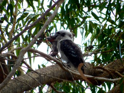 Laughing kookaburra