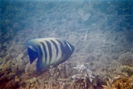 Six-banded angelfish
