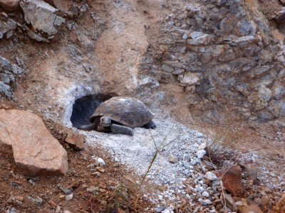 Desert tortoise (Gopherus agassizii) at burrow photo