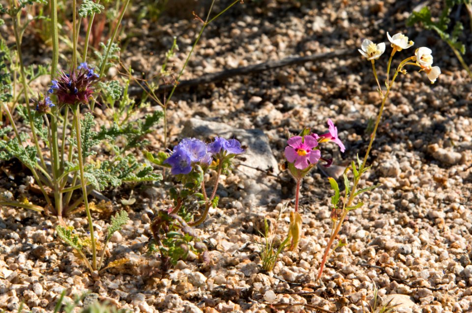 Four wildflower species lined up in a row