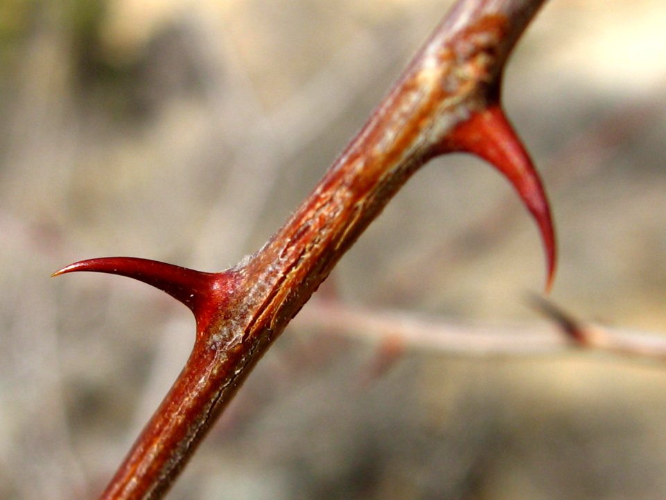 Catclaw acacia (Acacia greggii); Wonderland of Rocks
