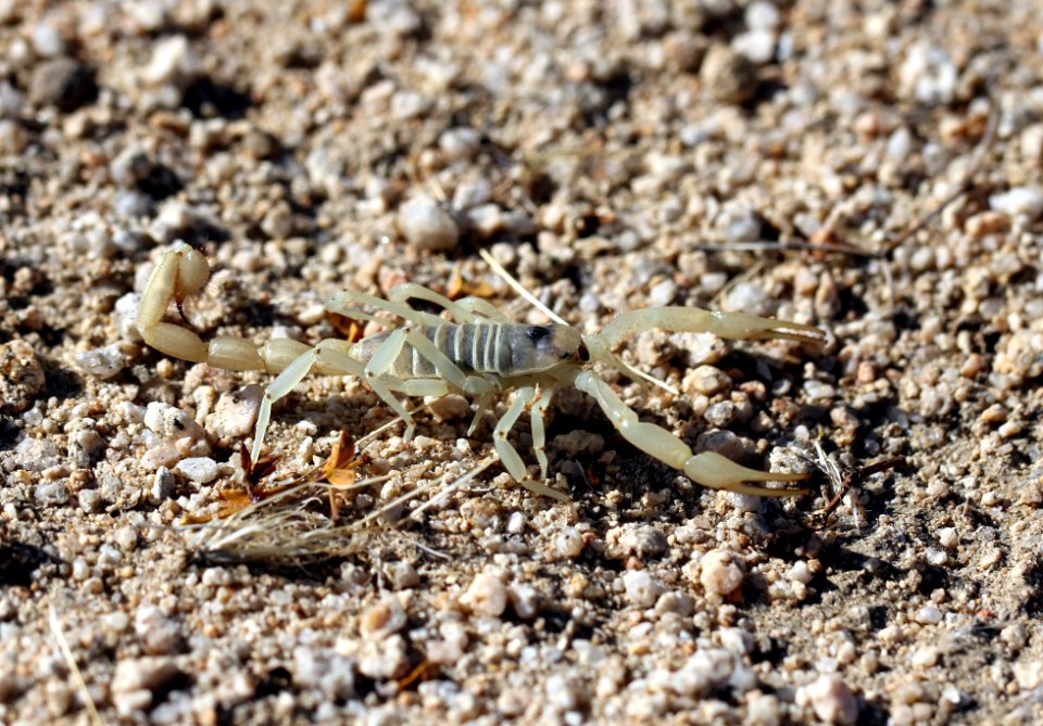 Giant Hairy Scorpion, Hadrurus sp.