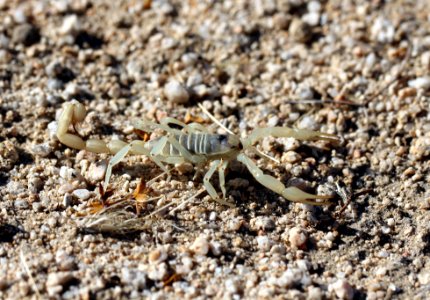 Giant Hairy Scorpion, Hadrurus sp.