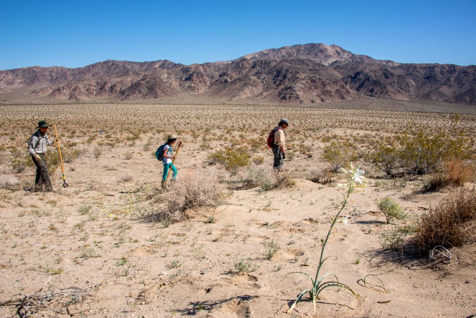 Volunteer Sahara Mustard plant pulling (4.4.15)