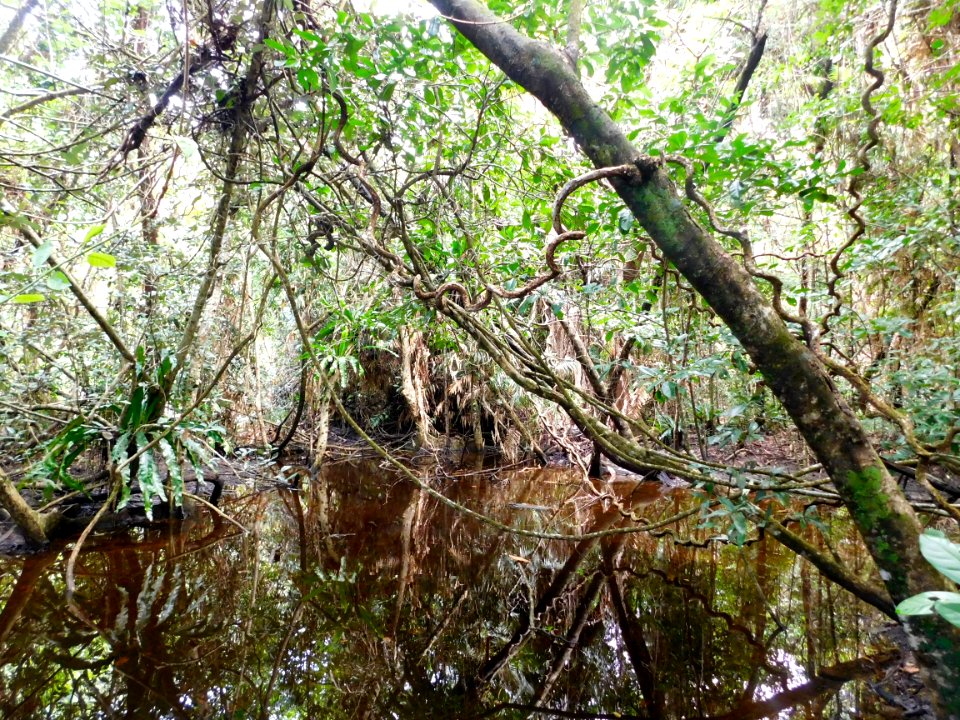 Cape Tribulation Forest