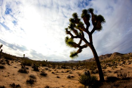 Joshua tree on a cloudy day