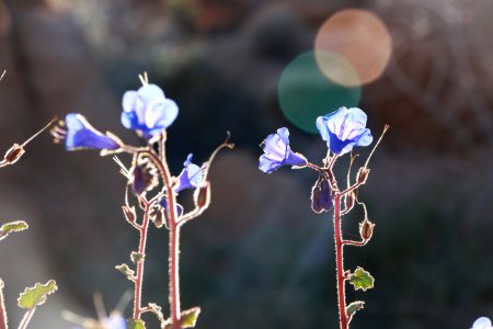 California bluebells (Phacelia campanularia) photo