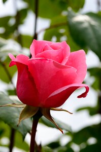 Bloom flower rose bloom