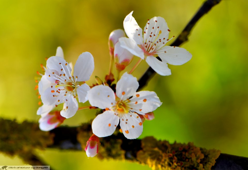 DAM2081 - Prunus