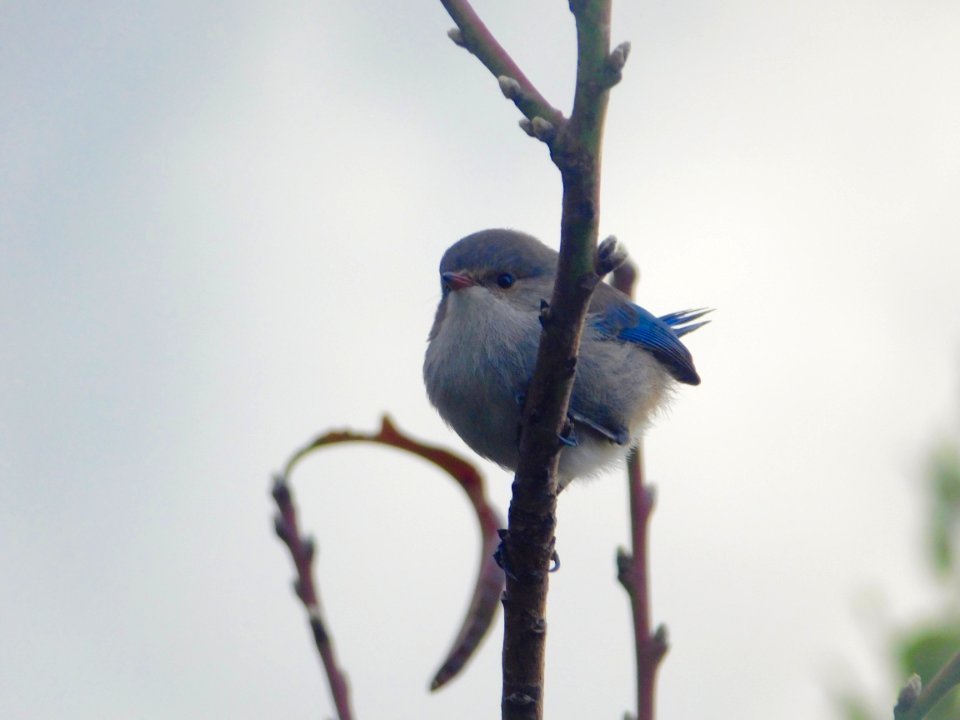 Splendid fairy wren