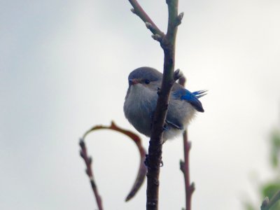 Splendid fairy wren