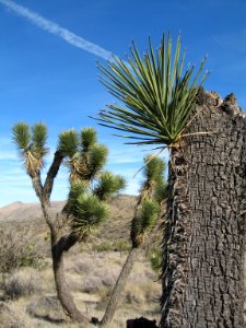 Resprouting Joshua tree (Yucca brevifolia); Black Rock Canyon photo