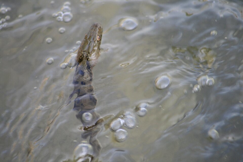 Reptile cable car swimming
