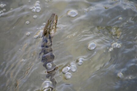 Reptile cable car swimming