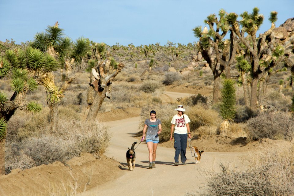 Responsible Pet Owners visiting Joshua Tree National Park