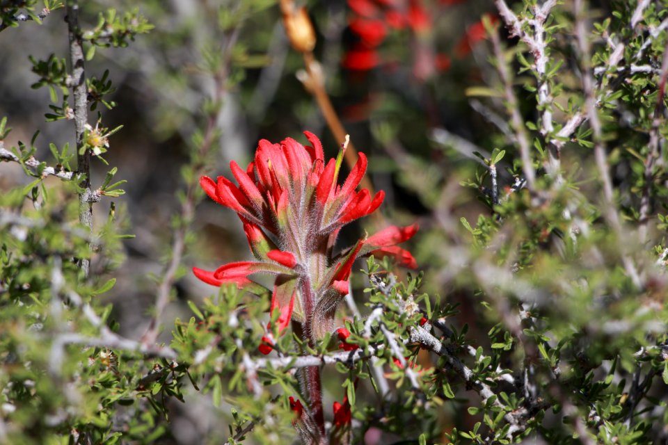 Indian Paintbrush