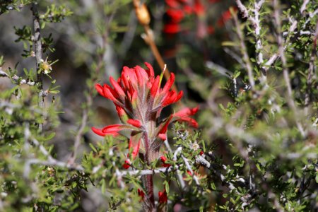 Indian Paintbrush