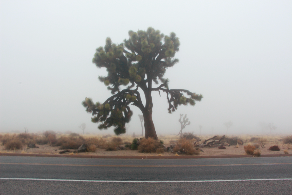 Elmer tree in the fog