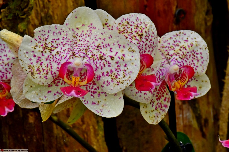 DAM2144 - Orchidea phalaenopsis