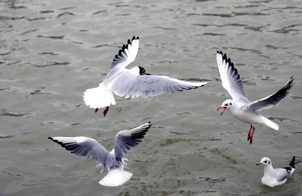 Birds bird flight ocean